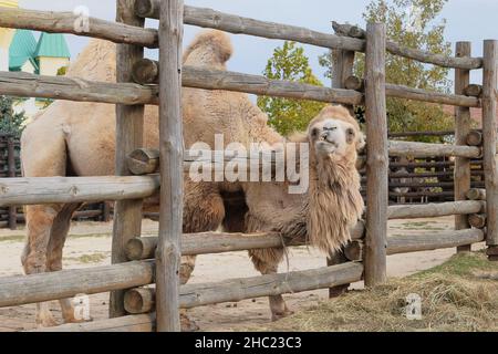 Cammello mangiare fieno allo zoo, da vicino. I cammelli possono sopravvivere per lunghi periodi senza cibo o bevande, principalmente utilizzando le riserve di grasso nelle loro gobbe. Foto Stock