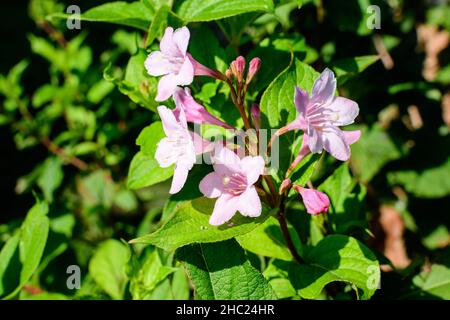 Primo piano di delicato bianco Weigela florida pianta con fiori in piena fioritura in un giardino in una soleggiata primavera giorno, bella esterna sfondo floreale pho Foto Stock