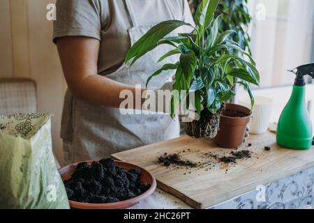 Spring Houseplant Care, repotting houseplants. Svegliarsi piante interne per la primavera. La donna sta trapiantando la pianta in nuovo POT nel paese. Giardiniere Foto Stock