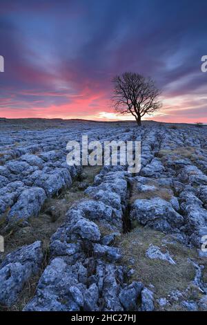 Un albero di sicomoro solistico cresce su un pavimento di pietra calcarea a Malham Lings, vicino al villaggio di Malham nel Yorkshire Dales National Park, Regno Unito Foto Stock