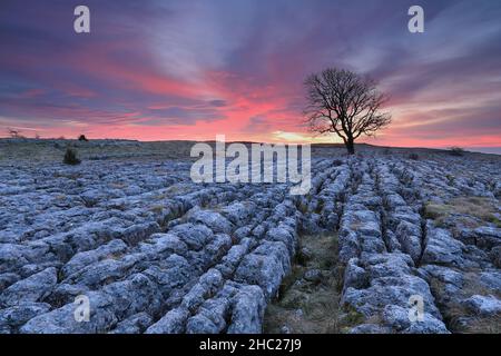 Un albero di sicomoro solistico cresce su un pavimento di pietra calcarea a Malham Lings, vicino al villaggio di Malham nel Yorkshire Dales National Park, Regno Unito Foto Stock