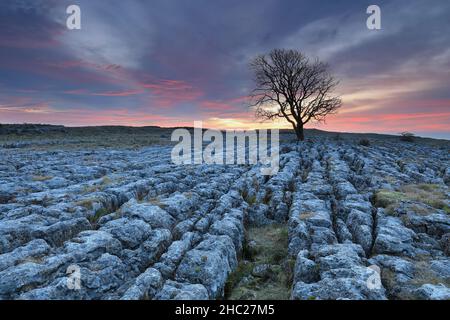 Un albero di sicomoro solistico cresce su un pavimento di pietra calcarea a Malham Lings, vicino al villaggio di Malham nel Yorkshire Dales National Park, Regno Unito Foto Stock