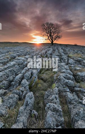 Un albero di sicomoro solistico cresce su un pavimento di pietra calcarea a Malham Lings, vicino al villaggio di Malham nel Yorkshire Dales National Park, Regno Unito Foto Stock