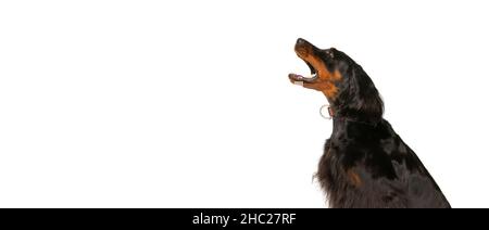 Volantino con bella scozzese Gordon Setter posa isolata su sfondo bianco studio. Concetto di animale Foto Stock