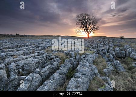 Un albero di sicomoro solistico cresce su un pavimento di pietra calcarea a Malham Lings, vicino al villaggio di Malham nel Yorkshire Dales National Park, Regno Unito Foto Stock