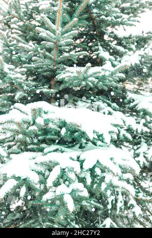 Rami di abete rosso innevato in primo piano. Sfondo naturale invernale. Foto Stock
