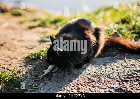 Gatto nero senza tetto che cattura il pesce con il pescatore sulla riva del fiume. Il gatto nero parassita affamato ottiene il cibo Foto Stock