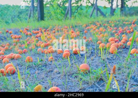 Le albicocche caduti e marciate sull'erba. Concetto rurale ed estivo Foto Stock