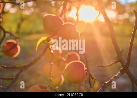 Allegri e succose albicocche arance mature. Il concetto della vendemmia estiva, inscatolamento. Giorno di albicocca. Tramonto e albicocche. Foto Stock