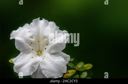 Bianco azalea rododendron sempreverde fogliame fiore da vicino vista. Foto Stock