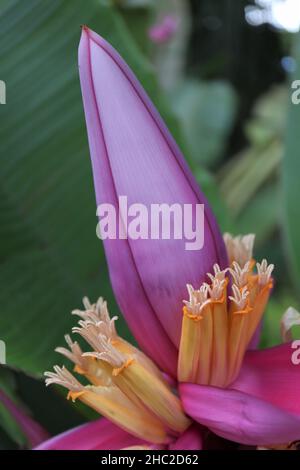 Fiore rosa e giallo di banana rosa o Musa vellutina Foto Stock