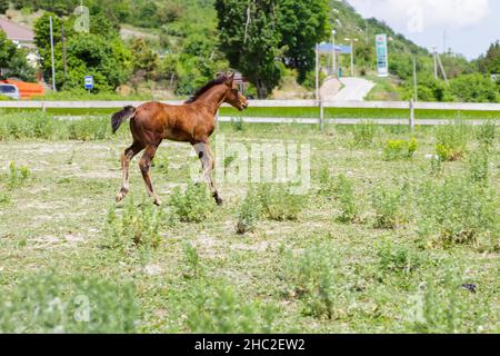 Prancing simpatico volpe in un campo estivo. Cavallo di castagno in esecuzione nel prato. Giorno d'estate Foto Stock