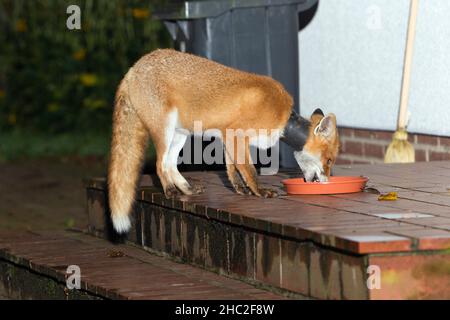 European Red Fox, (Vulpus vulpus), con vaso di pianta intorno al collo, alimentazione da piatto di cibo su gradini di portico, di notte, bassa Sassonia, Germania Foto Stock