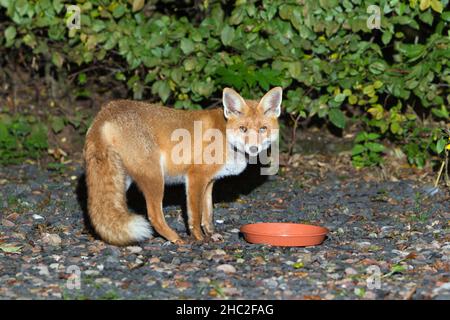 European Red Fox, (Vulpus vulpus), con vaso di pianta intorno al collo, accanto al piatto alimentare, sul vialetto di casa, di notte, bassa Sassonia, Germania Foto Stock