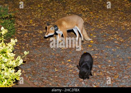 European Red Fox, (Vulpus vulpus), con vaso di pianta intorno al collo, accanto al gatto, di notte, alla ricerca di cibo per i nemici, bassa Sassonia, Germania Foto Stock