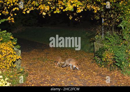 European Red Fox, (Vulpus vulpus), due animali sul vialetto di casa, alla ricerca di cibo di notte, bassa Sassonia, Germania Foto Stock