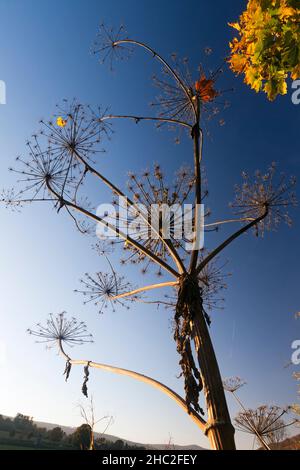 Zoccoli giganti (Heracleum mantegazzianum), stocchi secchi di teste di piante e semi, in autunno, bassa Sassonia, Germania Foto Stock