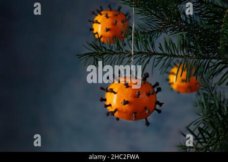 Tangerini con chiodi di garofano come coronavirus omicron variante simbolo appeso su un albero di abete come decorazione di Natale, festa con covid-19 pandemic, backg scuro Foto Stock