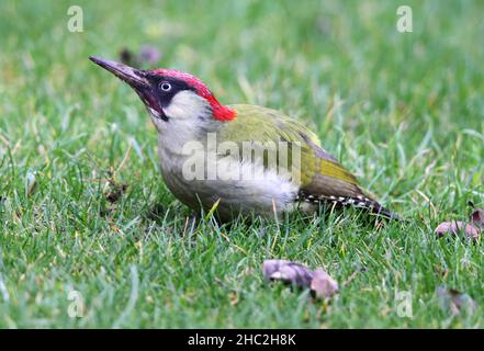 Un bel maschio Woodpecker verde che è diventato un visitatore regolare al mio giardino posteriore a Winchcombe in Gloucestershire Regno Unito Foto Stock