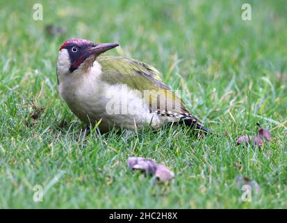 Un bel maschio Woodpecker verde che è diventato un visitatore regolare al mio giardino posteriore a Winchcombe in Gloucestershire Regno Unito Foto Stock