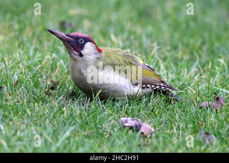 Un bel maschio Woodpecker verde che è diventato un visitatore regolare al mio giardino posteriore a Winchcombe in Gloucestershire Regno Unito Foto Stock