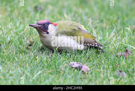 Un bel maschio Woodpecker verde che è diventato un visitatore regolare al mio giardino posteriore a Winchcombe in Gloucestershire Regno Unito Foto Stock