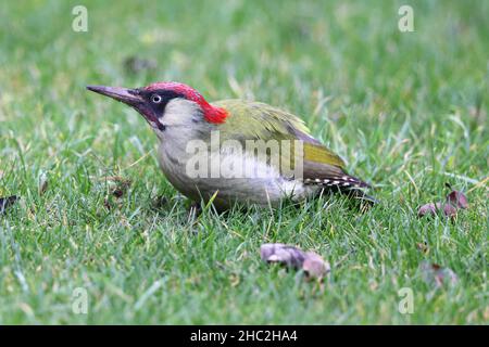 Un bel maschio Woodpecker verde che è diventato un visitatore regolare al mio giardino posteriore a Winchcombe in Gloucestershire Regno Unito Foto Stock