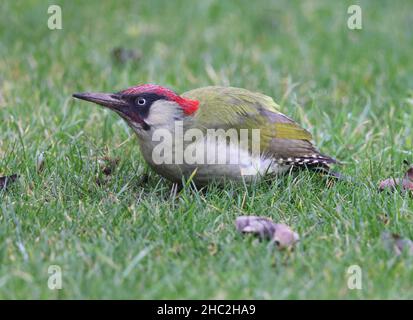 Un bel maschio Woodpecker verde che è diventato un visitatore regolare al mio giardino posteriore a Winchcombe in Gloucestershire Regno Unito Foto Stock