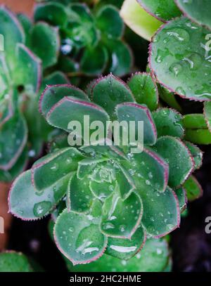 Goccioline d'acqua sulla pianta succulente Aeonium Foto Stock