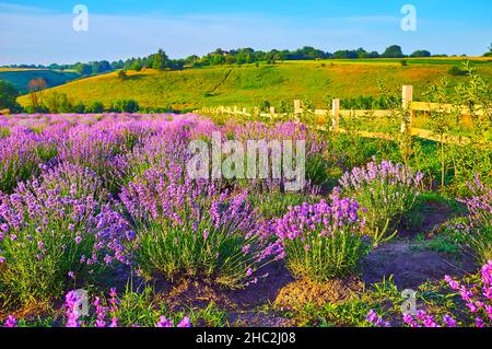 Il luminoso campo di lavanda viola tra le verdi colline Foto Stock