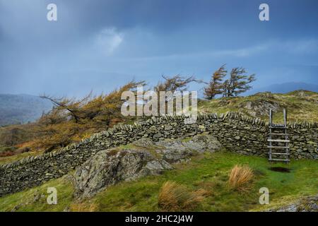 Scala di legno stille su un muro di pietra asciutta, Cumbria, Inghilterra. Foto Stock