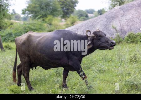 Bufalo indiano di acqua nazionale (Bubalus bubalis) che mangia l'erba nel campo. Foto Stock
