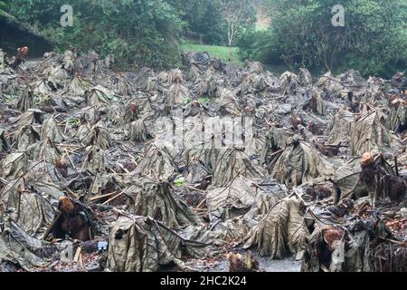 Foglie morenti della gigantesca manicata Gunnera nei giardini di Trebah, Cornovaglia adiacente al South West Coastal Path. Foto Stock