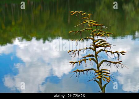 Infiorescenza di bromeliad e riflessione del lago Foto Stock