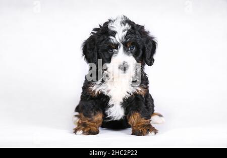 F1B piccolo Bernedoodle Puppy isolato su sfondo bianco. Guardando la fotocamera Foto Stock