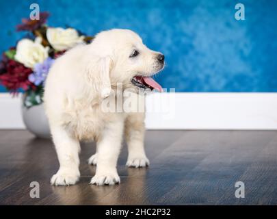 English Cream Golden Retriever cucciolo che sporge lingua in camera con parete blu Foto Stock
