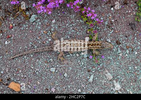 Lucertola di sabbia (Lacerta agilis) femmina foraging sul terreno in brughiera in estate Foto Stock