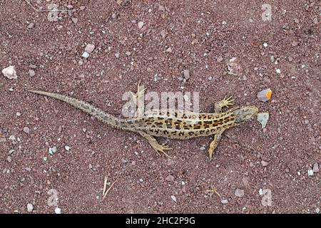 Lucertola di sabbia (Lacerta agilis) femmina foraging sul terreno in brughiera in estate Foto Stock
