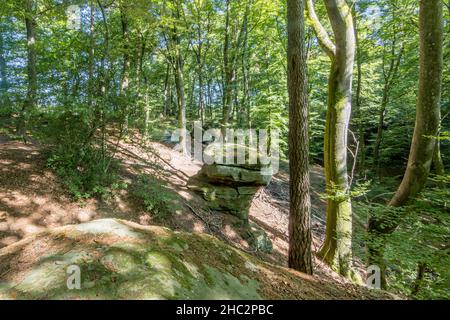 Collina con alberi verdi e rigogliosi con tronchi sottili con una formazione rocciosa con muschio sullo sfondo, soleggiata giornata estiva sul Mullerthal Trail, Lussemburgo Foto Stock