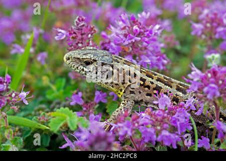 Lucertola di sabbia (Lacerta agilis) femmina che predica tra timo a foglia larga / timo di limone (Timo pulegioides) in fiore in brughiera in estate Foto Stock