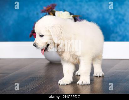English Cream Golden Retriever cucciolo che sporge lingua in camera con parete blu Foto Stock