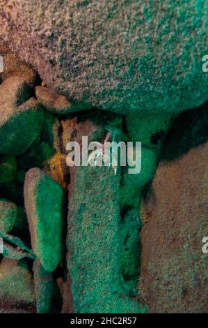 Gamberi di Northern Clearwater, Orconectes propinquus nel lago superiore Foto Stock