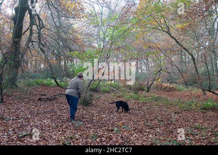 Un cacciatore di tartufi e cane caccia per le prelibatezze nei boschi Chiltern del Buckinghamshire Foto Stock
