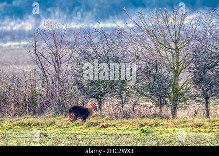 Cervo muntjac maschio, Muntiacus reevesi, navigando lungo il hedgerow ad un margine di campo Norfolk. Foto Stock