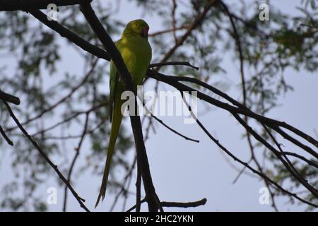 Parakeet rosato seduto in un albero Foto Stock