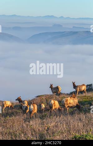 Mandria di femmine di tule, con la nebbia inferiore coprire la baia di Tomales sullo sfondo, a Point Reyes National Seashore, California, al mattino presto. Foto Stock