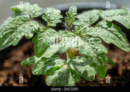 Ciliegia pomodoro piccolo cespuglio, closeup. Il concetto di coltivare ortaggi a casa, nutrizione sana, prodotti biologici. Foto Stock