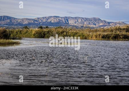 Paesaggio della riserva di uccelli in Crevillent Foto Stock