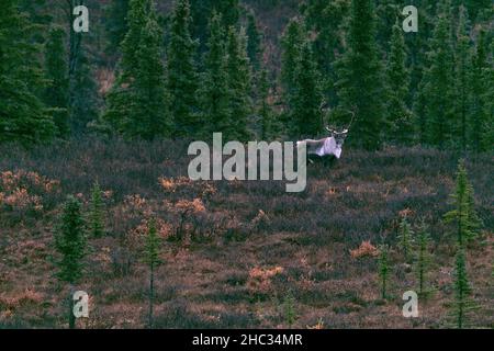 Lone Caribou sulla tundra con alberi di abete rosso sullo sfondo Foto Stock