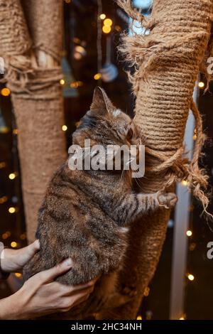 Carino piccolo gattino tabby che si appoggia contentatamente contro un graffiante nuovo palo della corda guardando la fotocamera con un'espressione curiosa Foto Stock